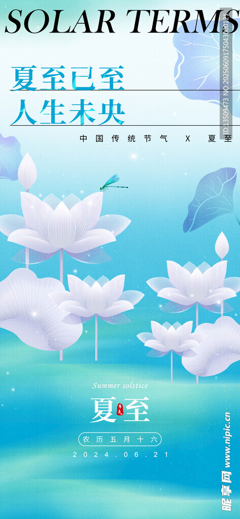 夏至夏日清新荷花