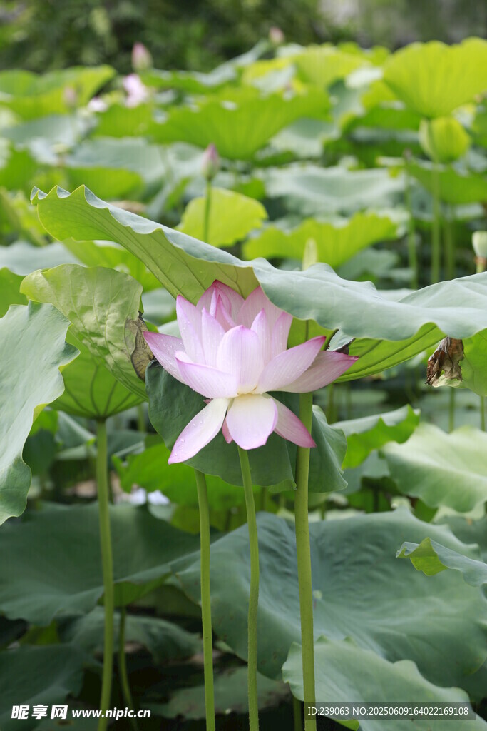 绽放的粉色荷花与荷叶