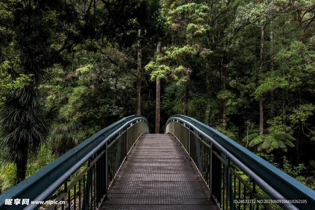森林中的木质栈道