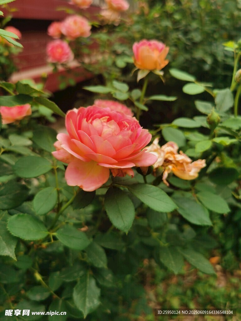 娇艳月季花绽放于绿叶间