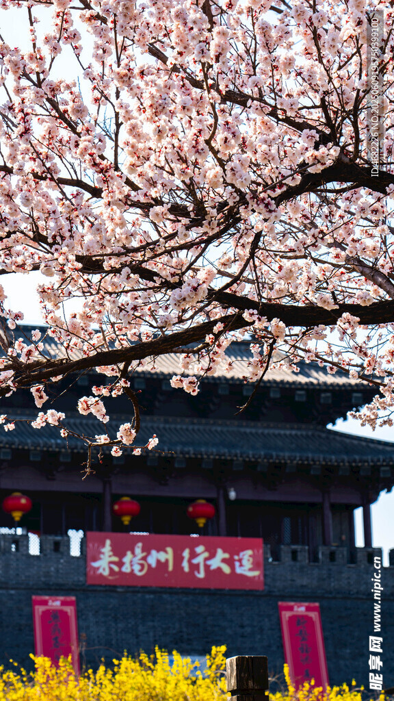 扬州东关街樱花树下城楼