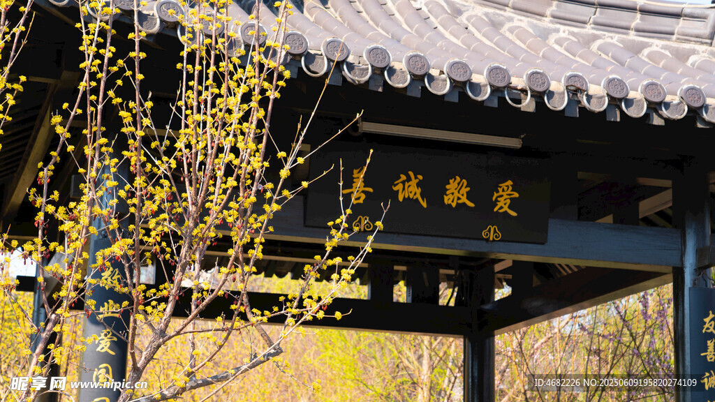 古亭旁绽放的金黄花枝