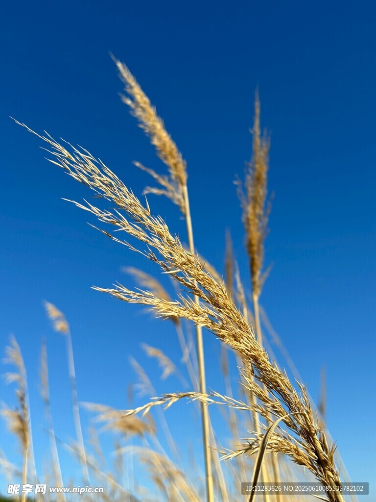 金黄麦穗特写
