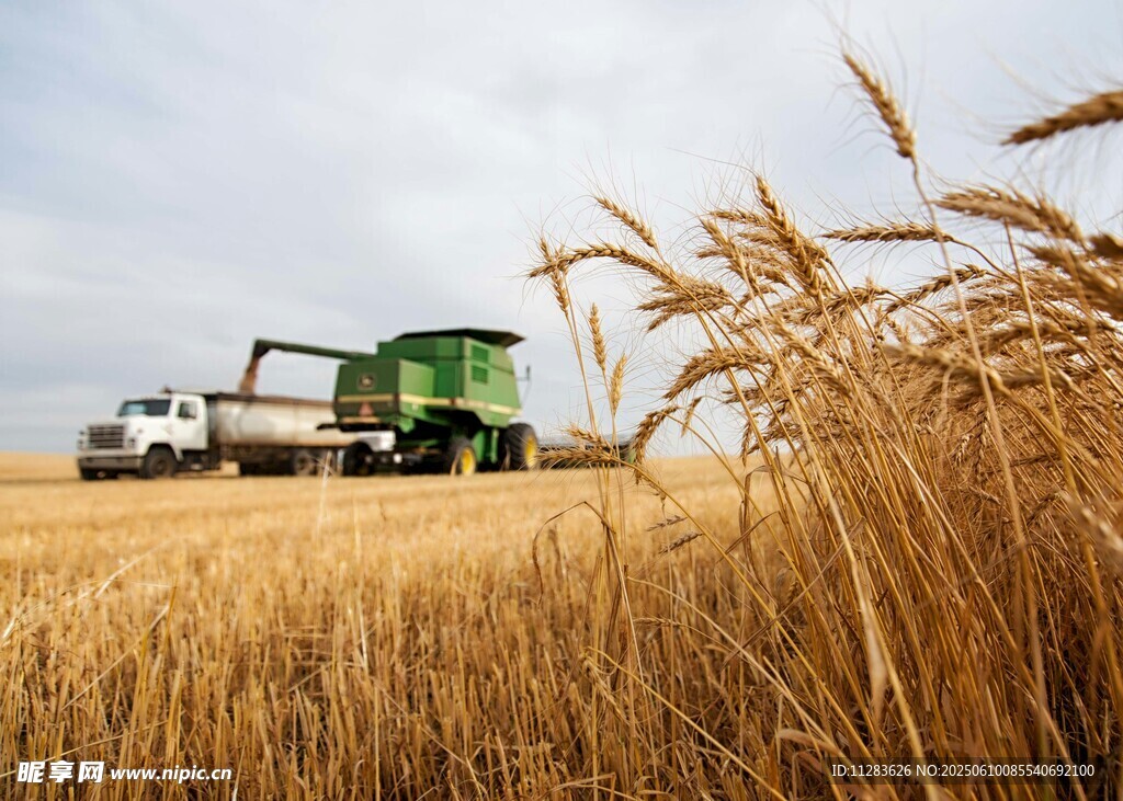 麦田中的联合收割机作业