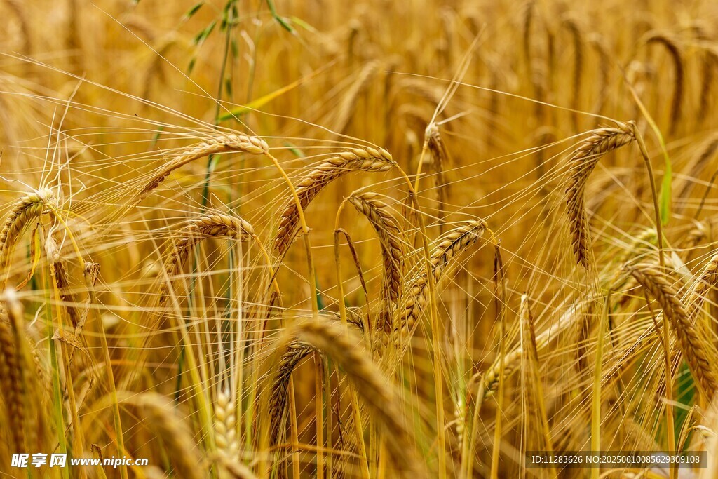 麦田丰收的景象
