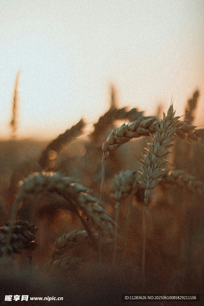 夕阳下的麦穗