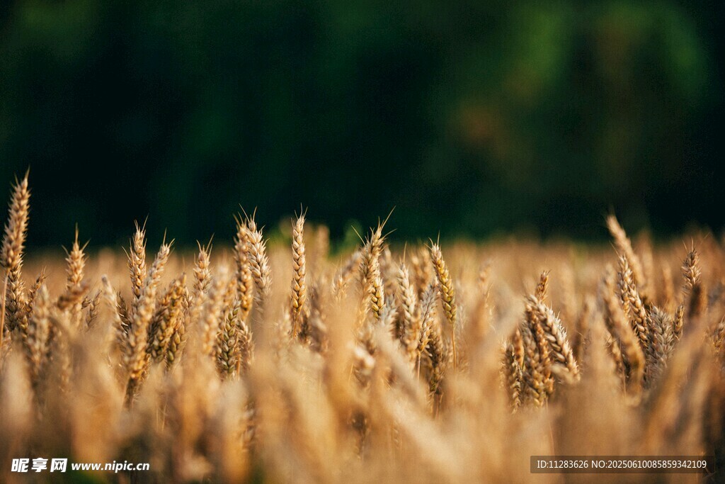 金黄麦田