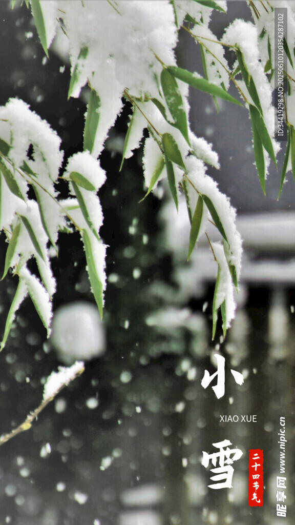 雪覆青枝 小雪时节景致