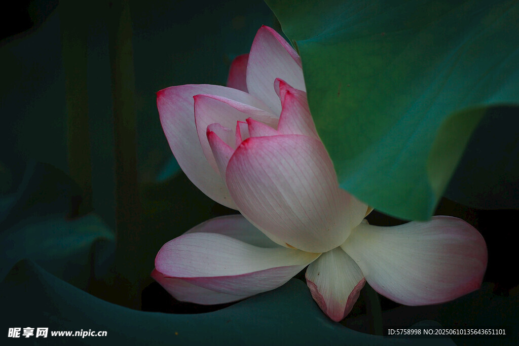 娇艳绽放的粉色荷花