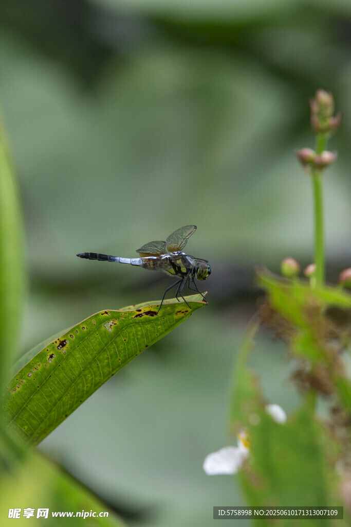 绿叶上停歇的精致小蜻蜓