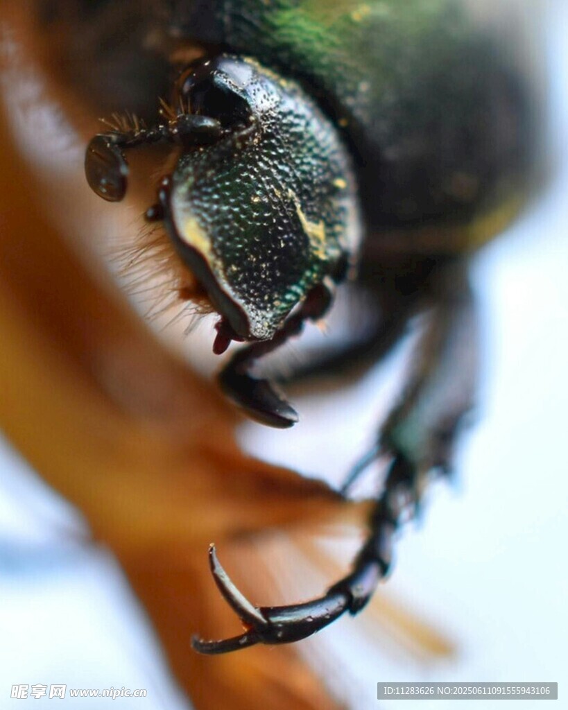 甲虫特写