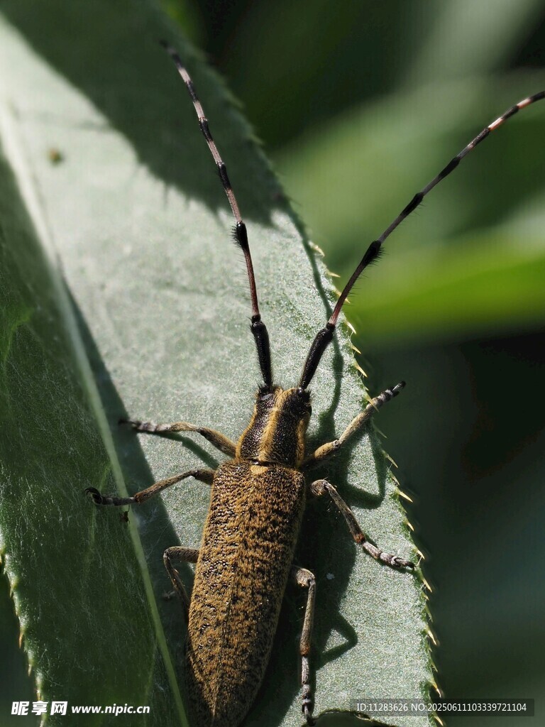 叶上长角甲虫特写