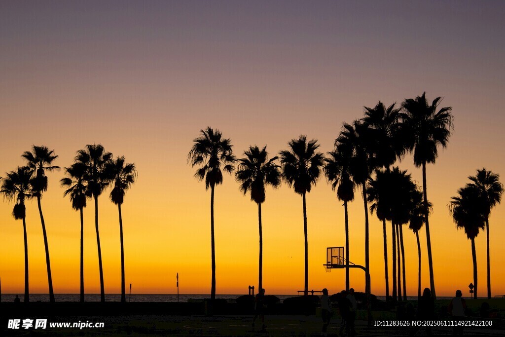 夕阳下的棕榈树剪影