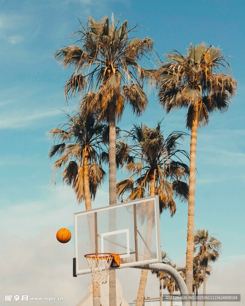 椰树下的篮球框与蓝天
