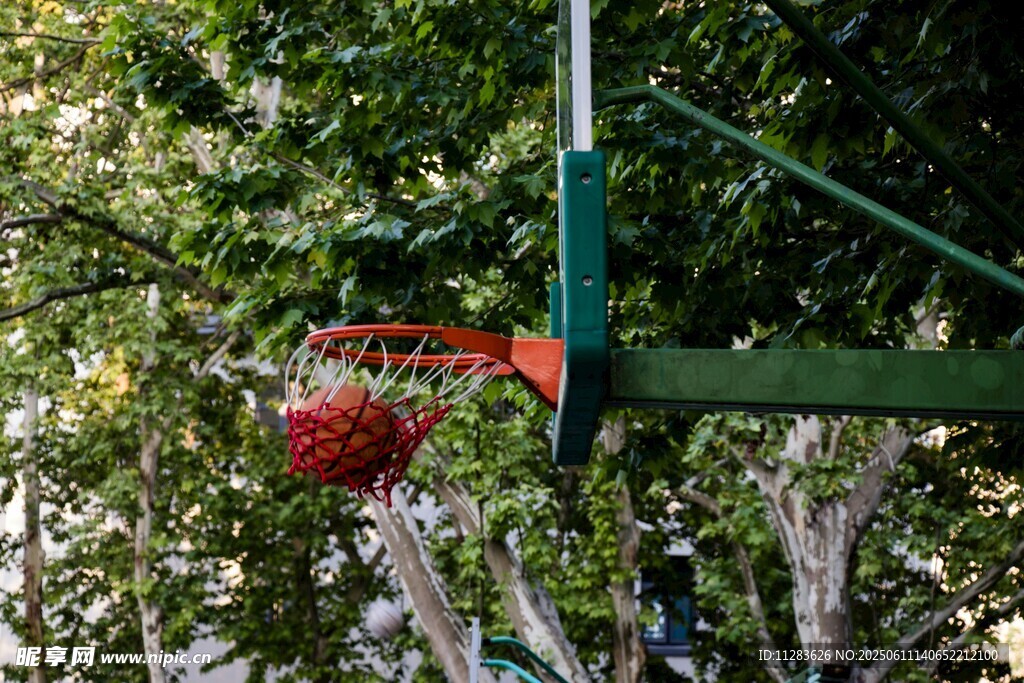 户外篮球架与繁茂绿树
