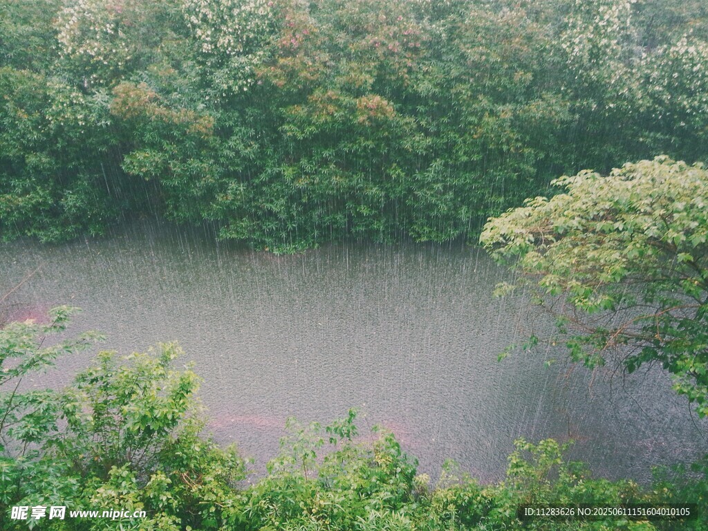 雨中树林景观