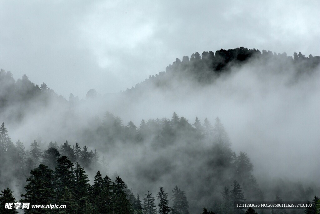 云雾缭绕的山林美景