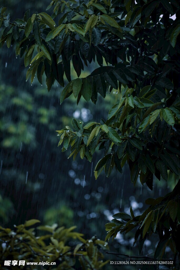 雨中树叶