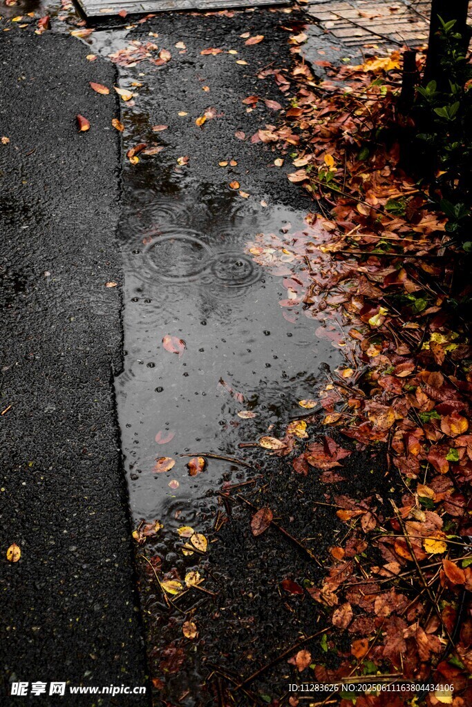 雨后落叶铺就的湿润路面