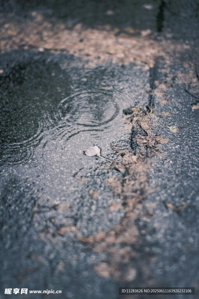 路面水洼中的落叶景象