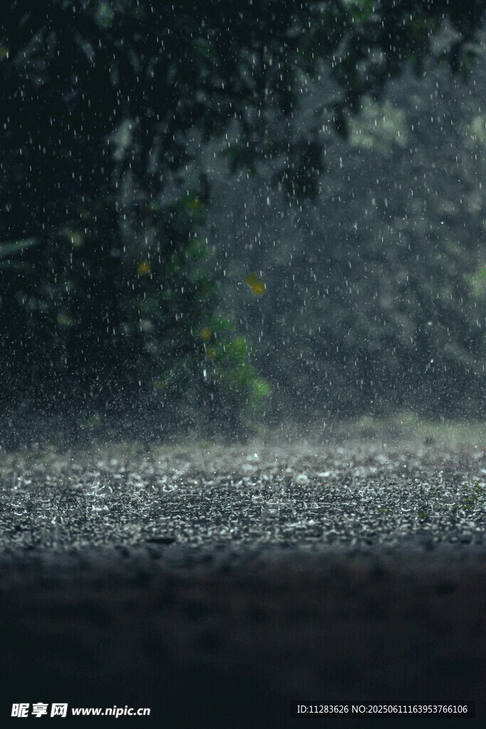 雨中树林
