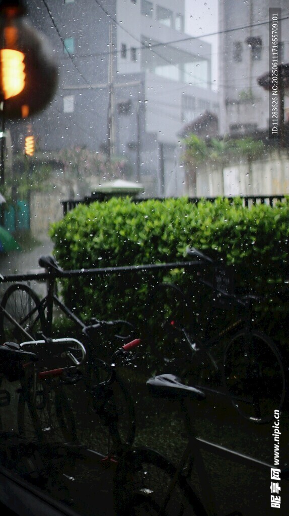 雨中庭院绿植