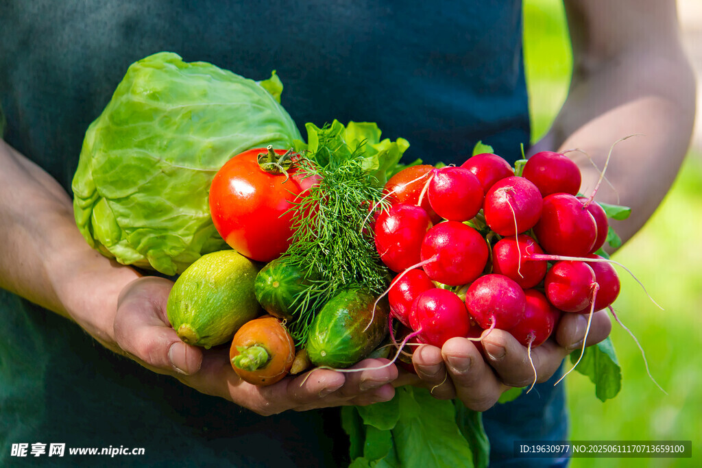 手捧新鲜多样有机蔬菜