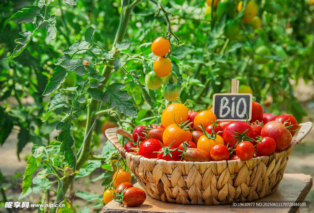 篮子里的多彩新鲜西红柿