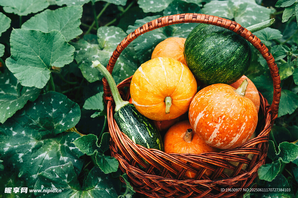 藤下篮中多彩南瓜