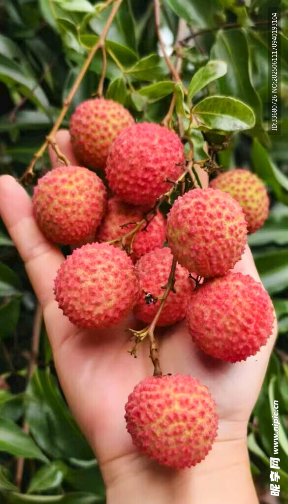 手捧新鲜饱满的红荔枝