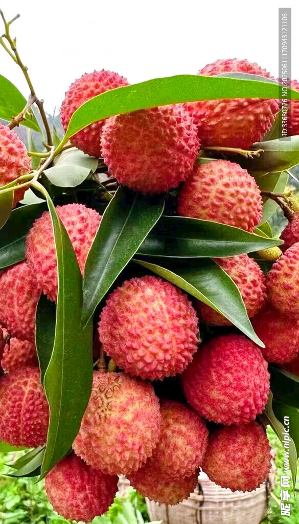 荔枝图
