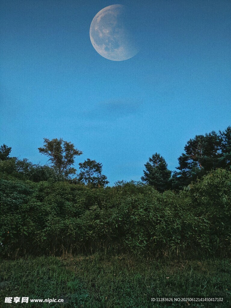 夜幕下的弯月与葱郁树林