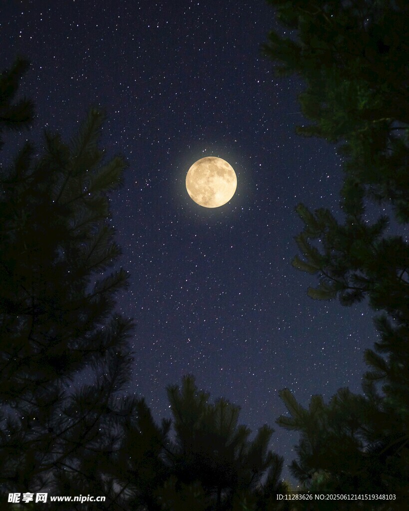 月夜下的树梢与明亮圆月