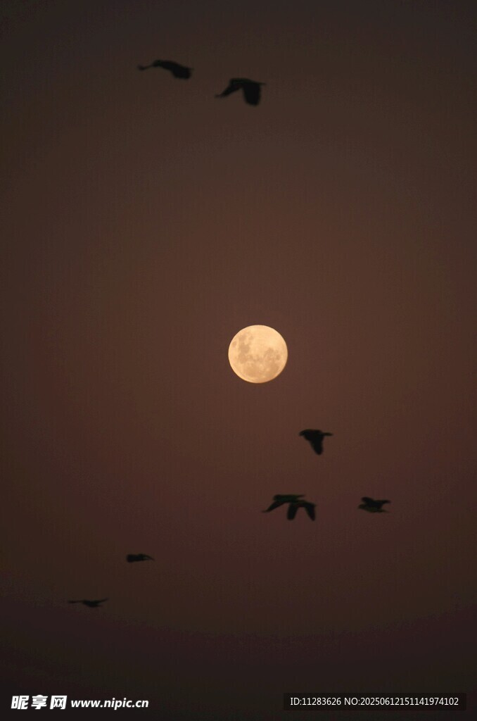 月夜飞鸟图