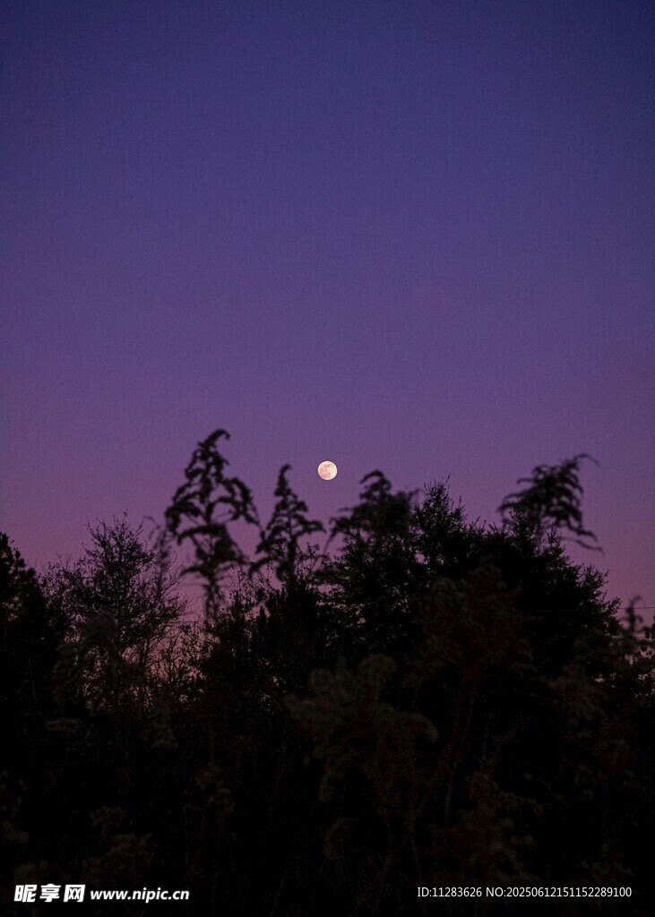 夜幕下树梢间的朦胧月色