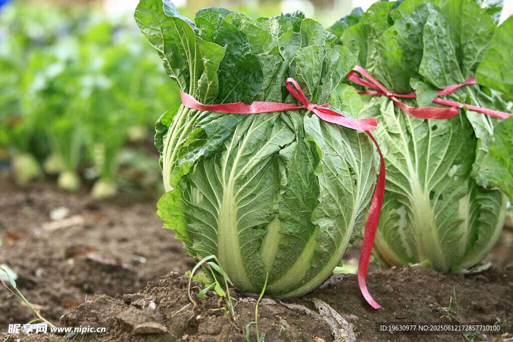田间捆扎的新鲜大白菜
