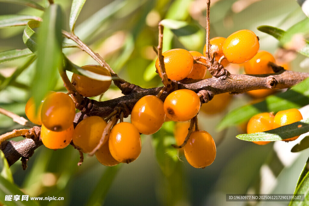 沙棘果挂枝头色泽诱人
