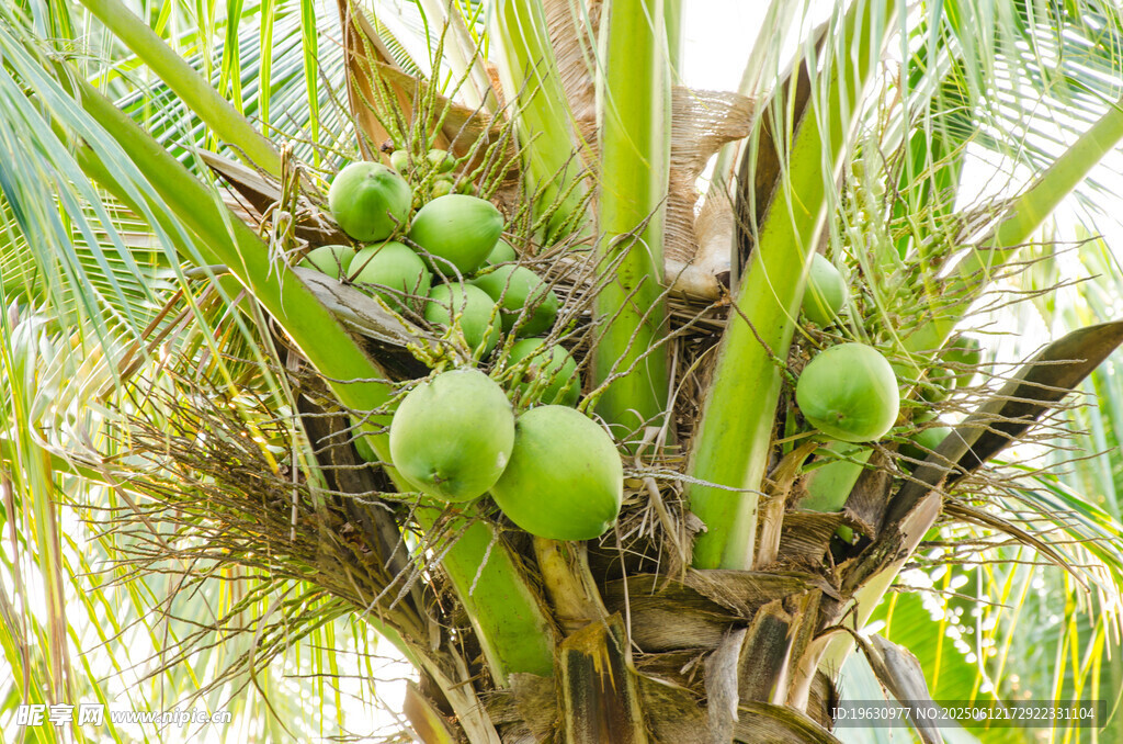 树上的青椰子果实
