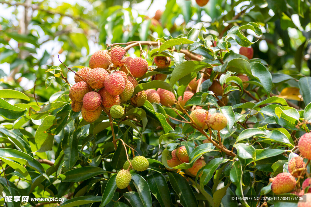 枝头饱满的荔枝
