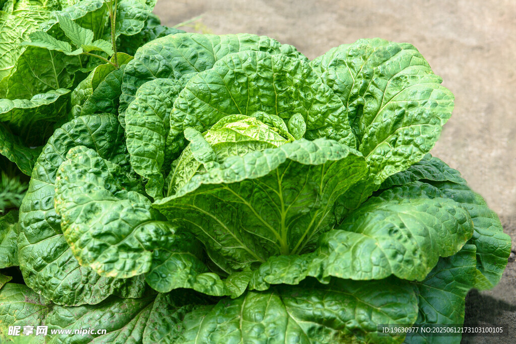 新鲜翠绿的大白菜