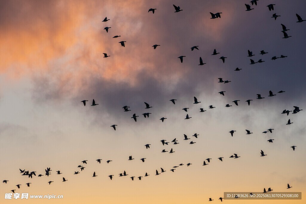 群鸟在黄昏天空中飞翔