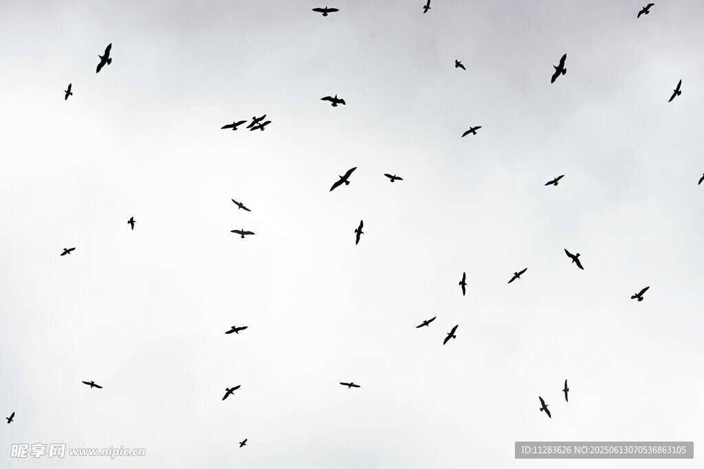 群鸟翱翔天际