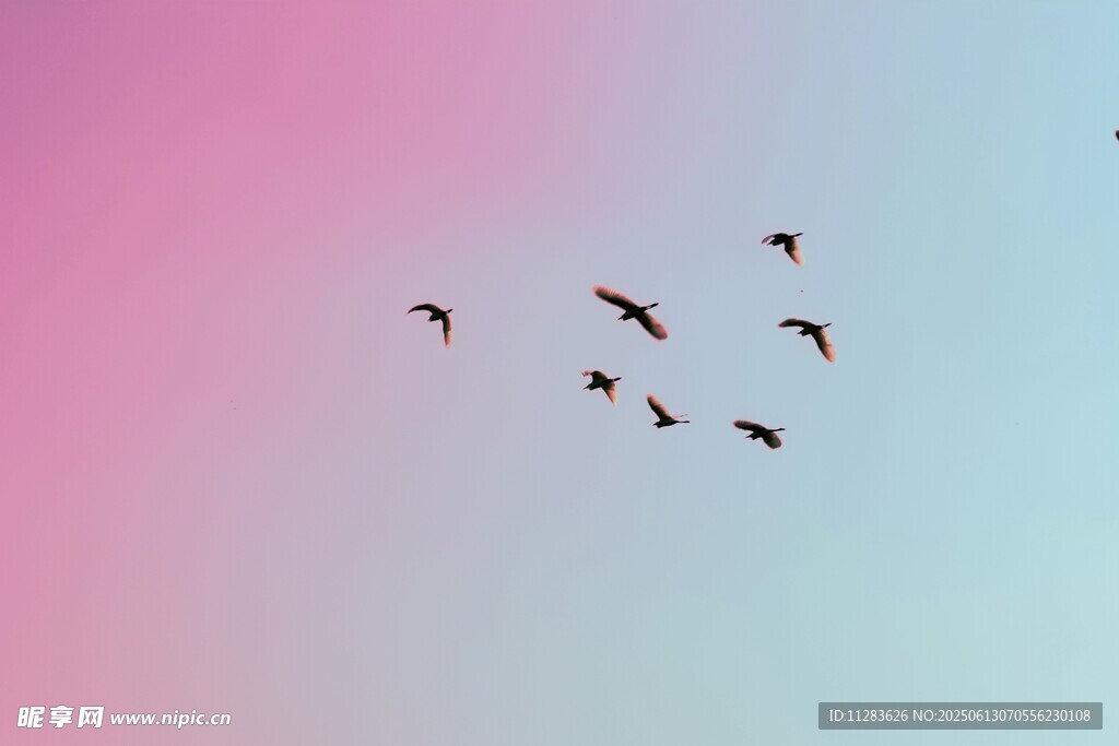 飞鸟翱翔于梦幻天空