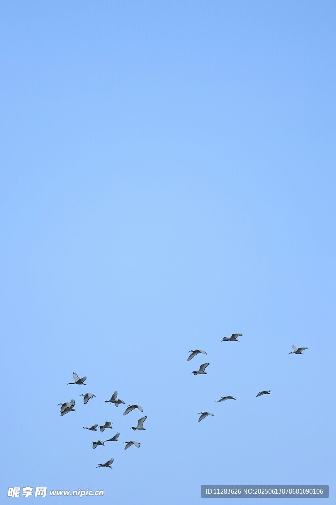 蓝天飞鸟群