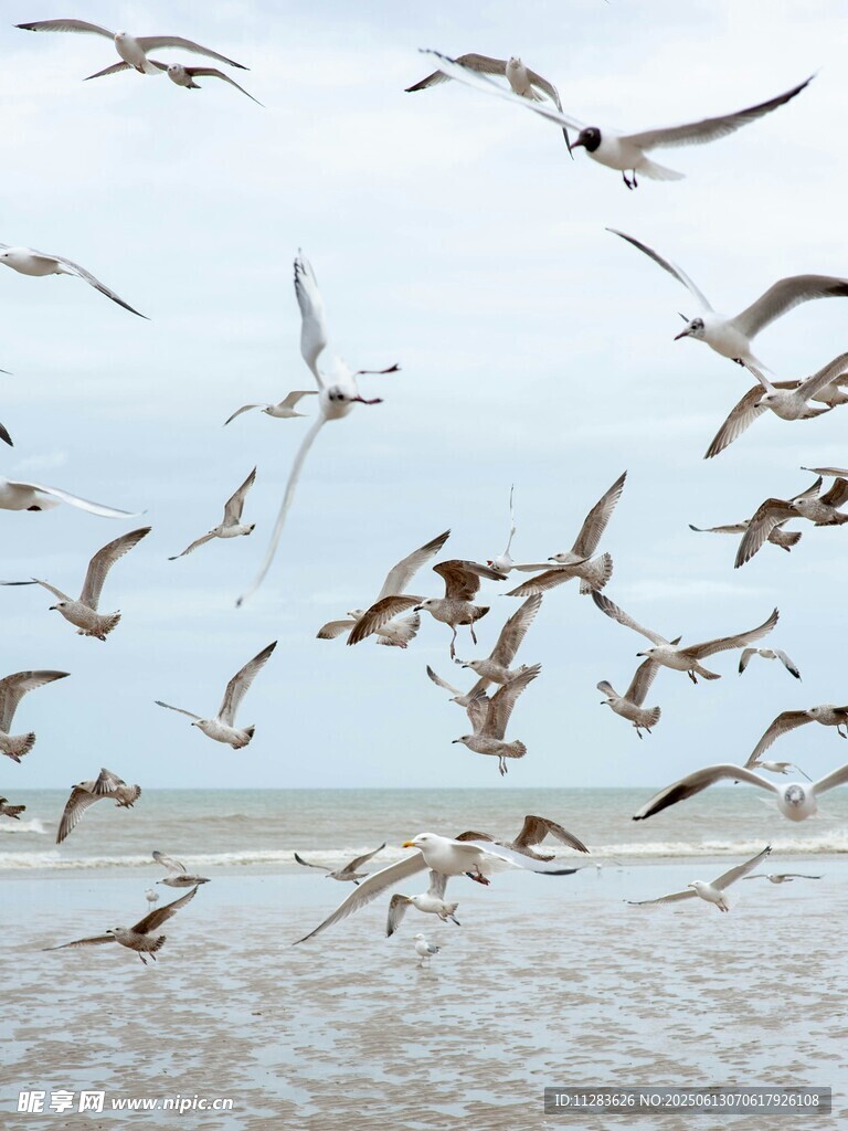 群鸟翱翔于海面