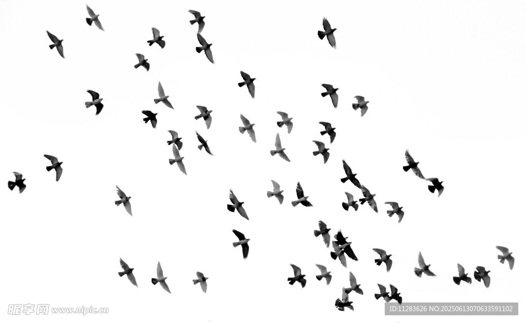 群鸟翱翔天际