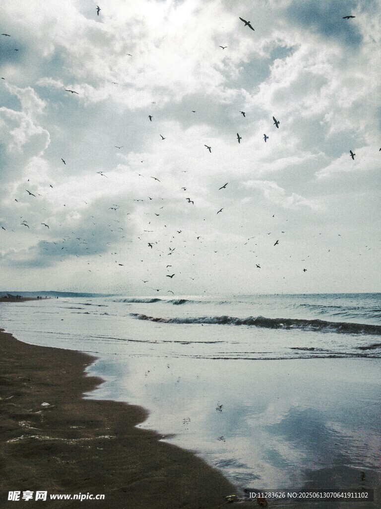 海边飞鸟与波光粼粼海面