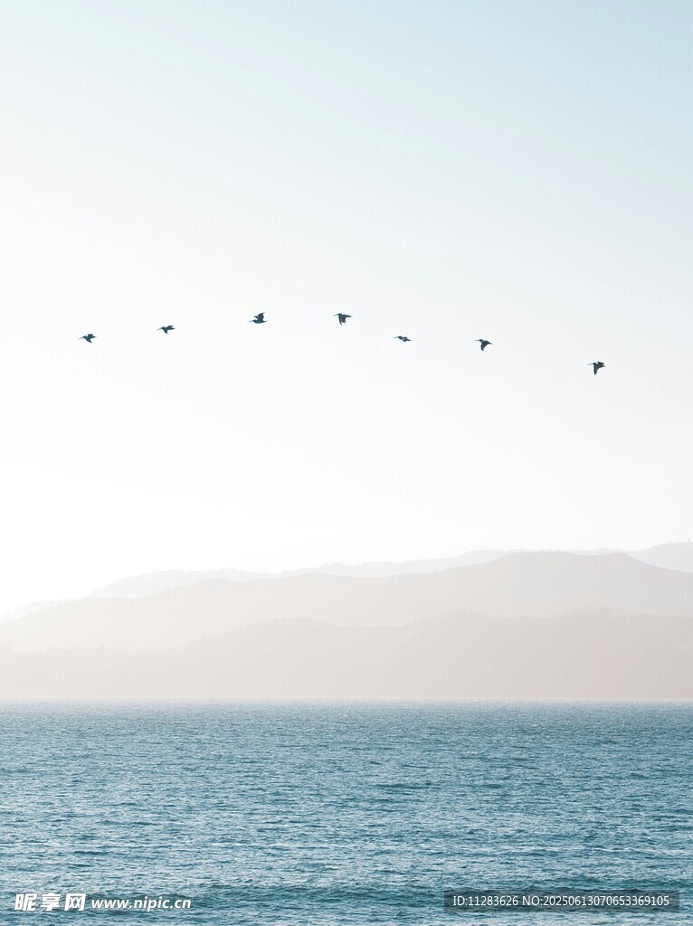 海空飞鸟景