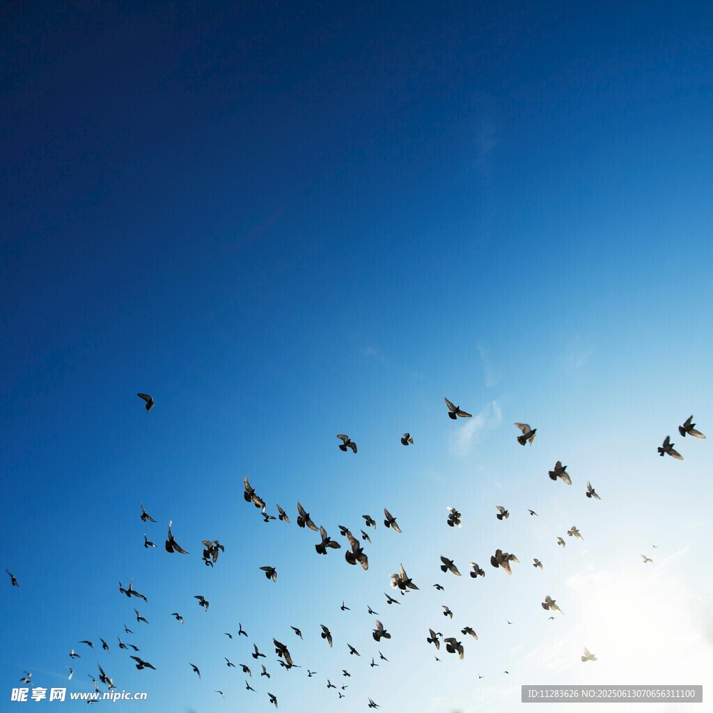 蓝天飞鸟群