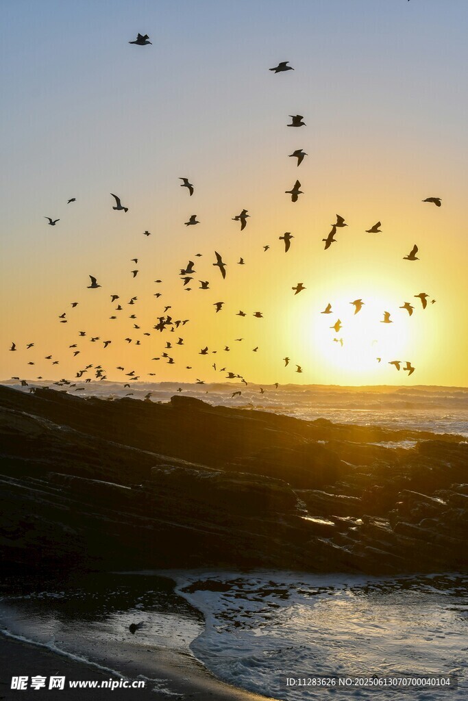 夕阳下群鸟飞舞的海滨美景